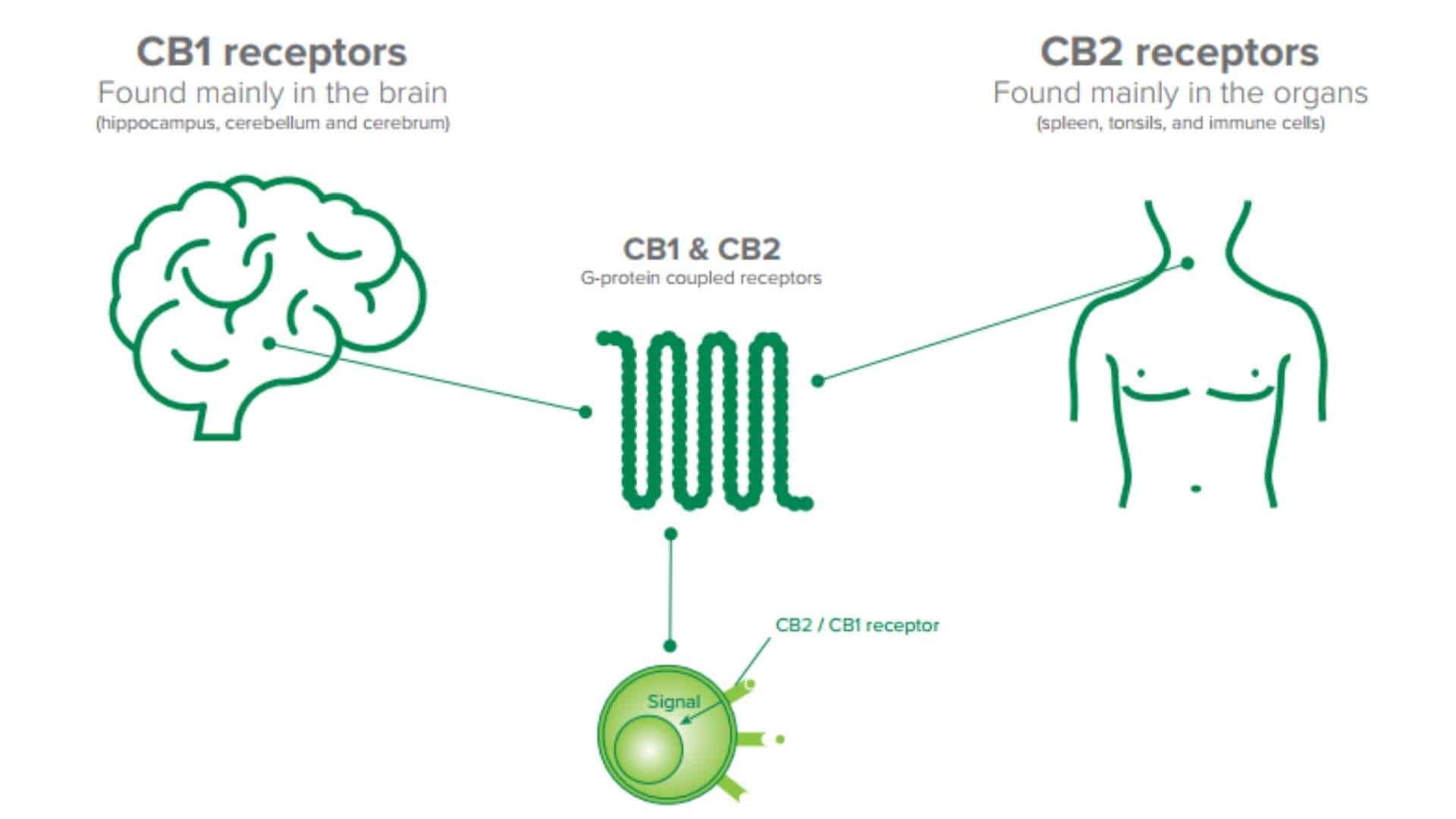 Récepteur CB1 CB2