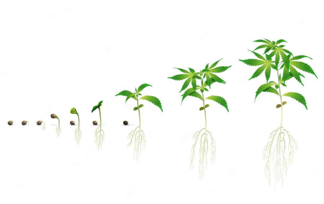 種子を大麻植物に育てる