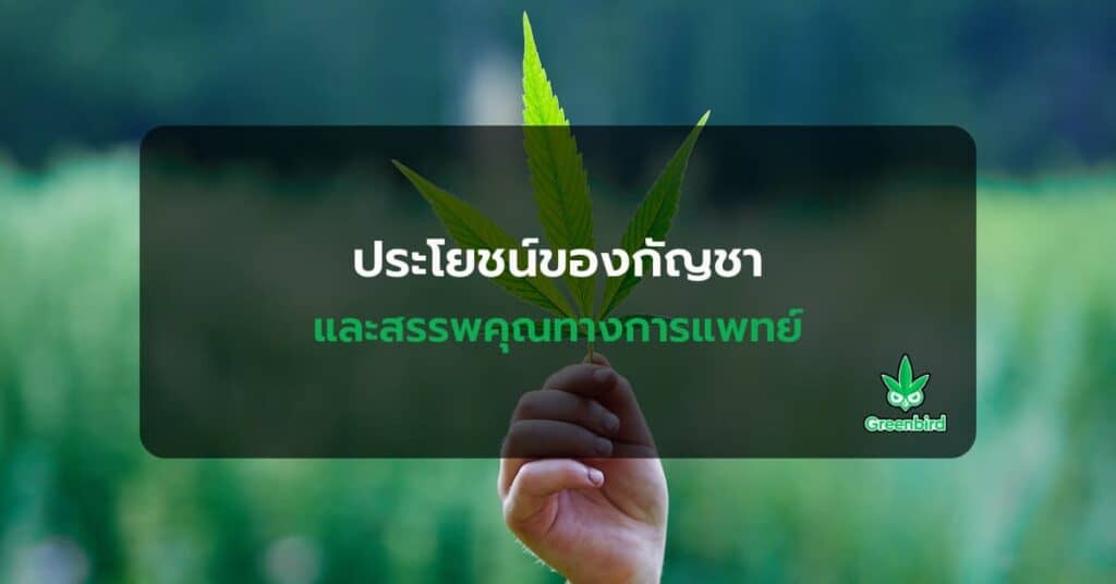ประโยชน์ของกัญชา และสรรพคุณทางการแพทย์
