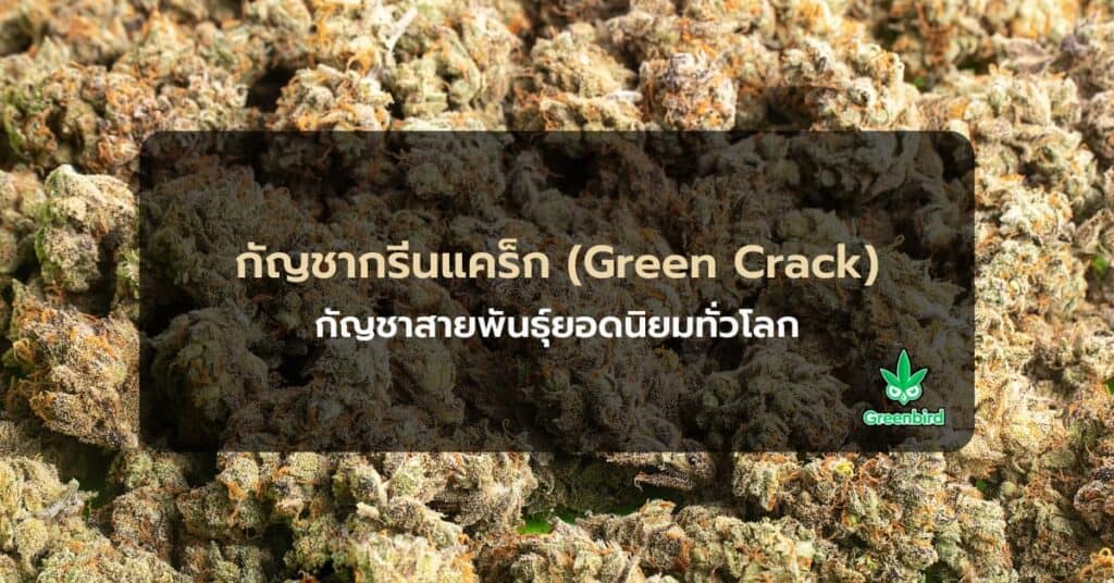 กัญชาพันธุ์กรีนแคร็ก green crack