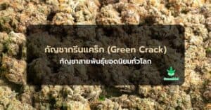 กัญชาพันธุ์กรีนแคร็ก green crack
