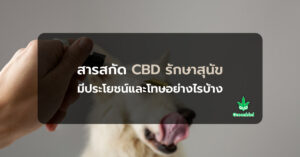 สารสกัด cbd oil รักษาสุนัข